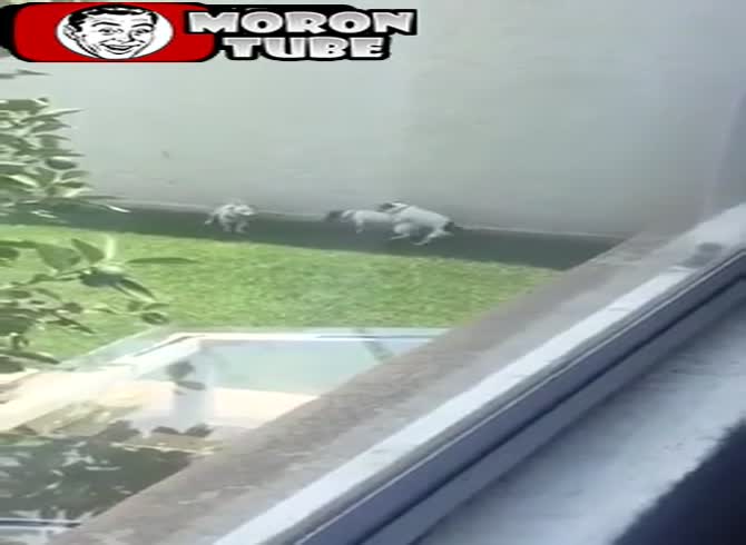 Video :Dogs plan a crazy orgy!